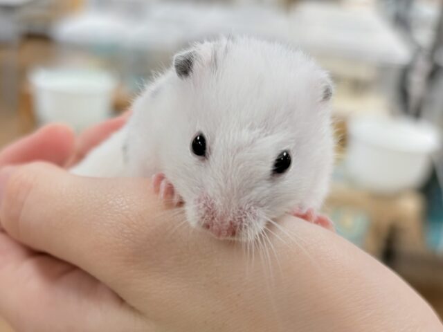 まん丸〜なごま塩むすび🍙カラーハムスターちゃん❣️(女の子) カラーハムスター