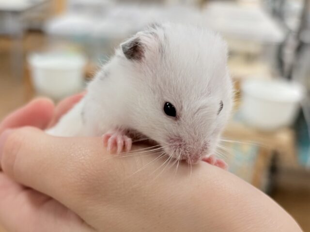 まん丸〜なごま塩むすび🍙カラーハムスターちゃん❣️(女の子) カラーハムスター