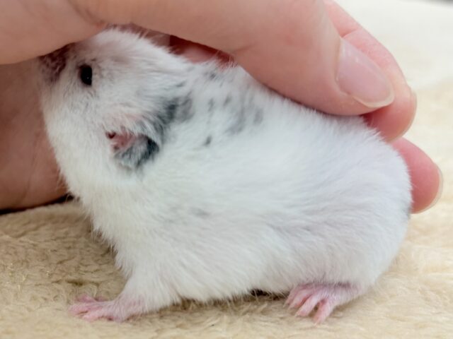 まん丸〜なごま塩むすび🍙カラーハムスターちゃん❣️(女の子) カラーハムスター