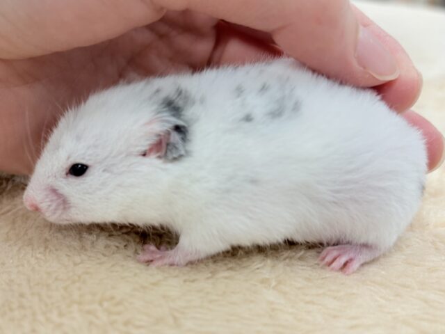 まん丸〜なごま塩むすび🍙カラーハムスターちゃん❣️(女の子) カラーハムスター