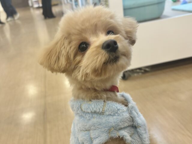 どこかしら触れてたいかも…ポメプーくん! ポメプー