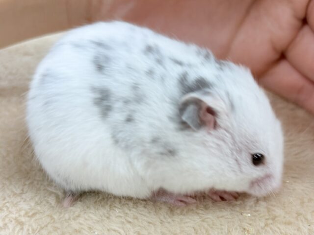 まん丸〜なごま塩むすび🍙カラーハムスターちゃん❣️(女の子) カラーハムスター