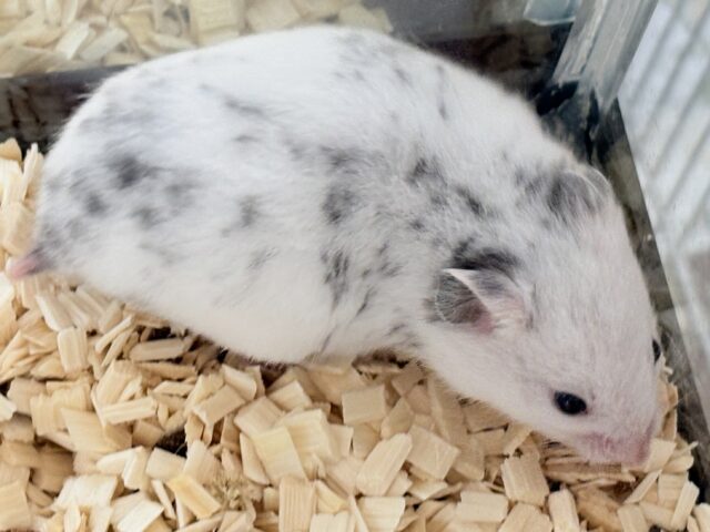 まん丸〜なごま塩むすび🍙カラーハムスターちゃん❣️(女の子) カラーハムスター