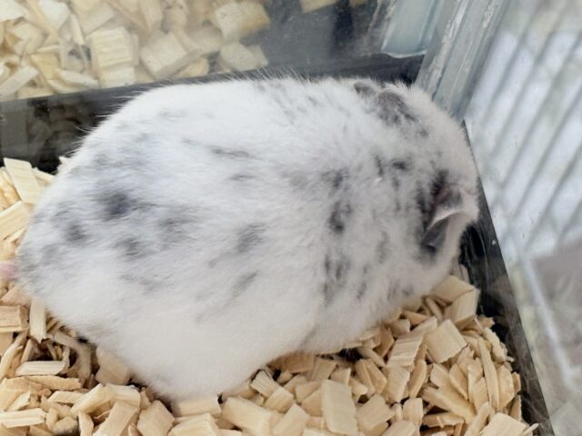 まん丸〜なごま塩むすび🍙カラーハムスターちゃん❣️(女の子) カラーハムスター