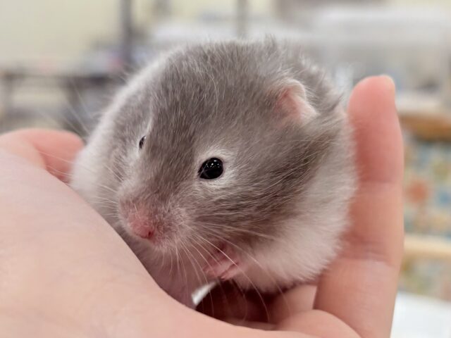 おっとりまったりセーブルちゃん❣️セーブルハムスター(女の子) セーブルハムスター