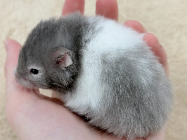 おっとりまったりセーブルちゃん❣️セーブルハムスター(女の子) セーブルハムスター