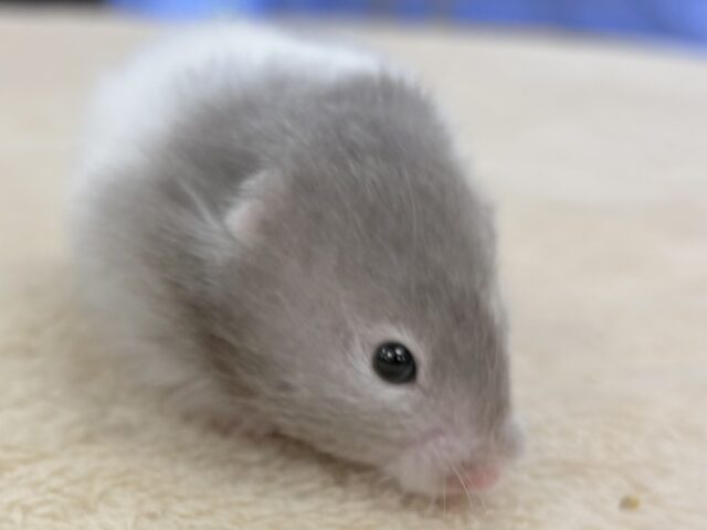 おっとりまったりセーブルちゃん❣️セーブルハムスター(女の子) セーブルハムスター