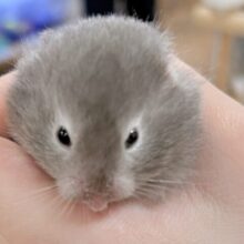 おっとりまったりセーブルちゃん❣️セーブルハムスター(女の子)