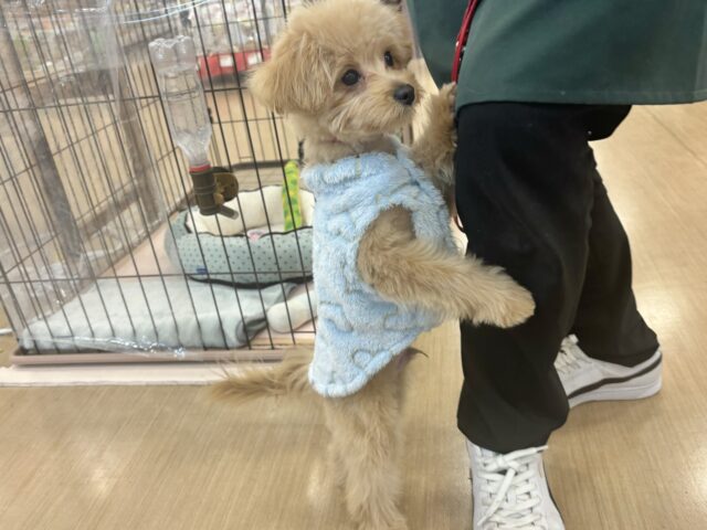 どこかしら触れてたいかも…ポメプーくん! ポメプー