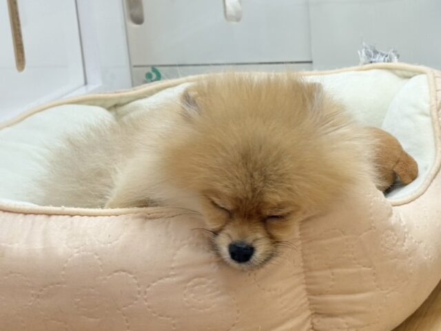 ボクの虜になぁ〜〜れっ♡♡ポメラニアンくん! ポメラニアン