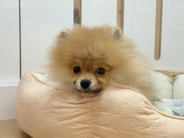 ポメラニアン