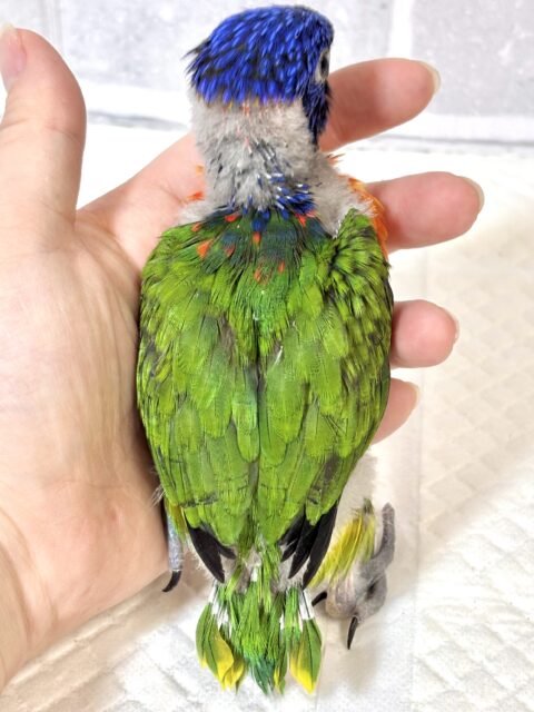 ゴシキセイガイインコ