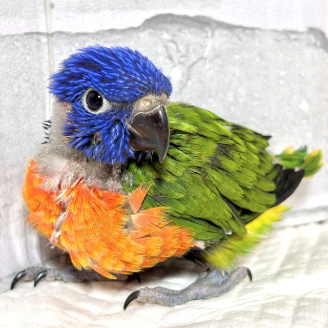 ゴシキセイガイインコ 🌈𖤐*。