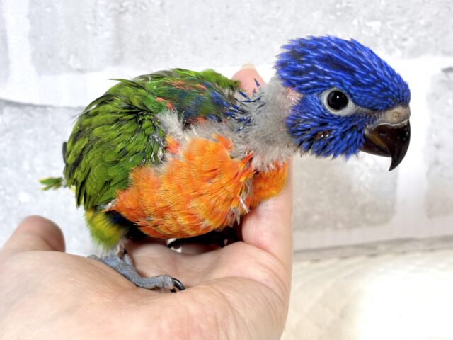 ゴシキセイガイインコ 🌈𖤐*。 ゴシキセイガイインコ