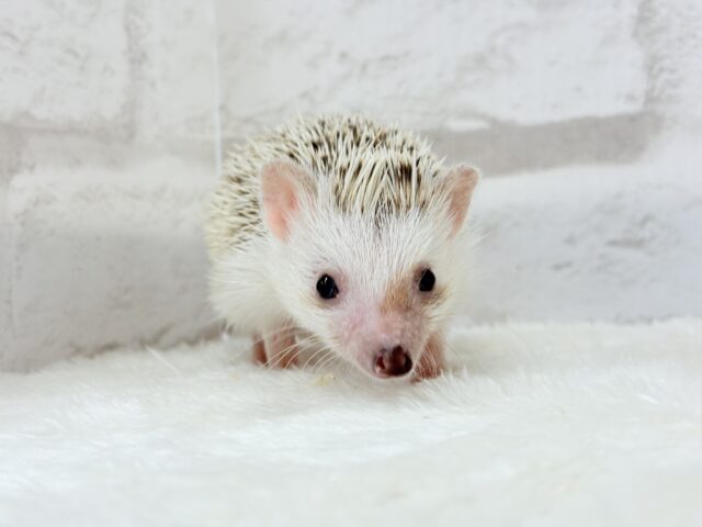 ハリネズミ（ヨツユビハリネズミ）