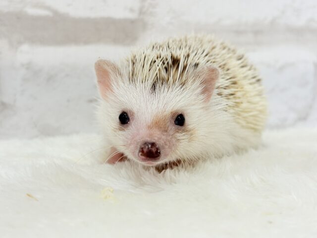 ハリネズミ（ヨツユビハリネズミ）