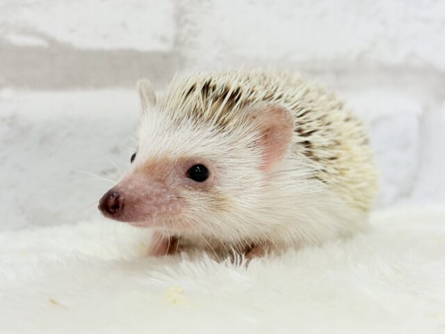 ハリネズミ（ヨツユビハリネズミ）