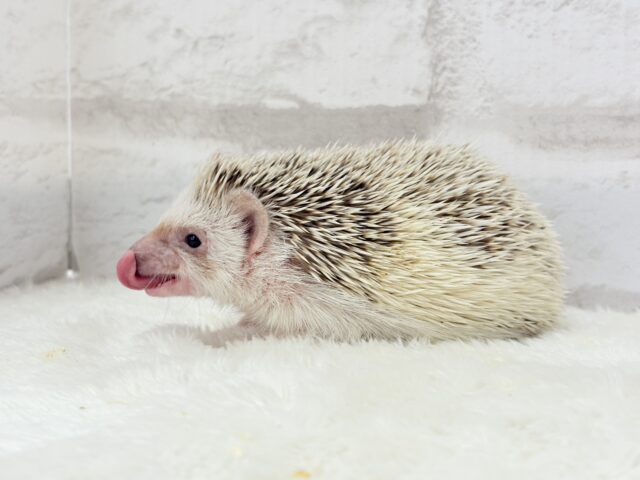 ハリネズミ（ヨツユビハリネズミ）