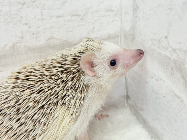 ハリネズミ（ヨツユビハリネズミ）