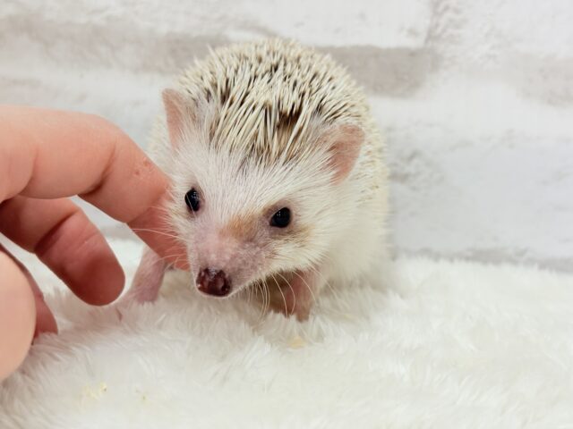 ハリネズミ（ヨツユビハリネズミ）