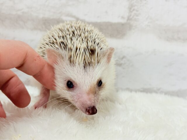 ハリネズミ（ヨツユビハリネズミ）