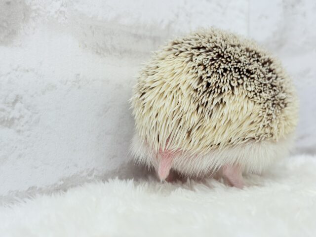 ハリネズミ（ヨツユビハリネズミ）