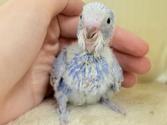 落ち着き上品カラー☁️𓈒 𓂂𓏸セキセイインコ(スパングル)ヒナ