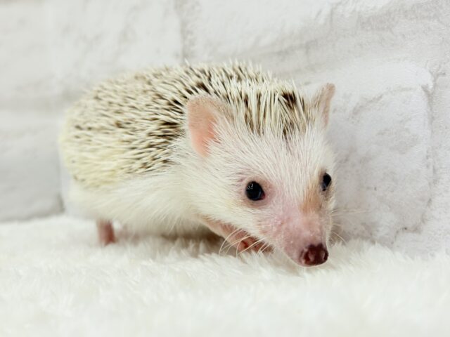 ハリネズミ（ヨツユビハリネズミ）