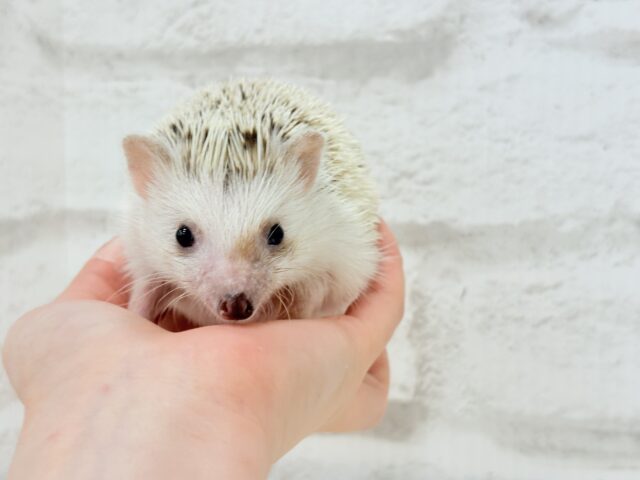 ハリネズミ（ヨツユビハリネズミ）