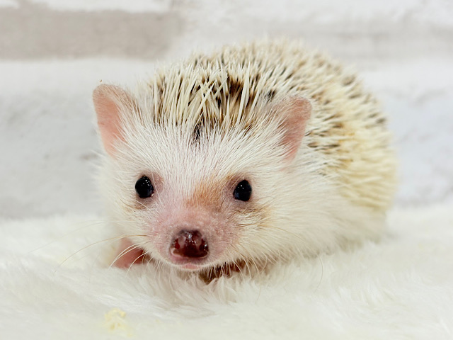 豪快な寝方にハマる！！！ハリネズミ(シナモンパイド) 男の子