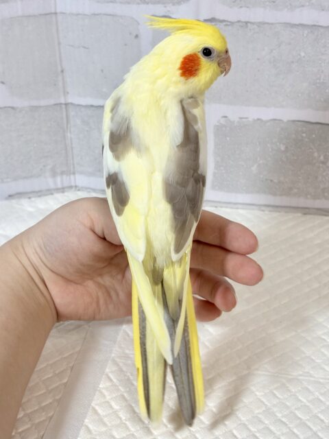 オカメインコ
