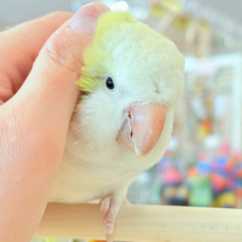 【最新画像更新🪄】デレた瞬間の爆発的可愛さ💣❤️‍🔥オキナインコ(アクアブルーパリドイノ)