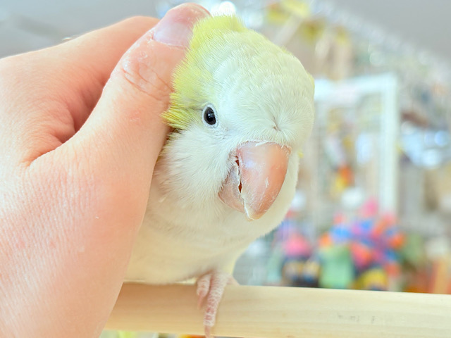 【動画更新🪄】デレた瞬間の爆発的可愛さ💣❤️🔥オキナインコ(アクアブルーパリドイノ) 【動画更新🪄】デレた瞬間の爆発的可愛さ💣❤️🔥オキナインコ(アクアブルーパリドイノ)