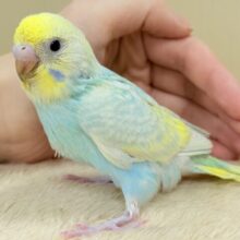 儚さ炸裂のレインボー🌈✨セキセイインコ(パステルレインボースパングル)ヒナ