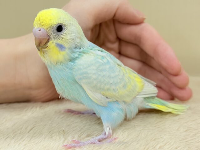 儚さ炸裂のレインボー🌈✨セキセイインコ(パステルレインボースパングル)ヒナ