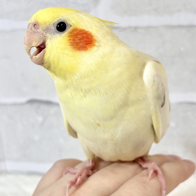 オカメインコ