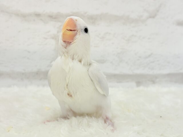 コザクラインコ（小桜インコ）