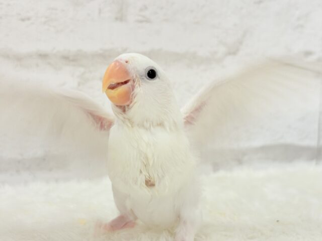 コザクラインコ（小桜インコ）