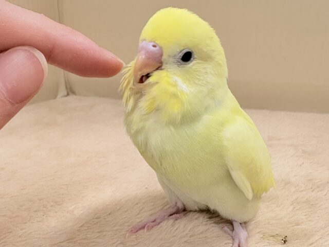元気💮積極性💮💯なセキセイインコちゃん❣️(パステル系)ヒナ