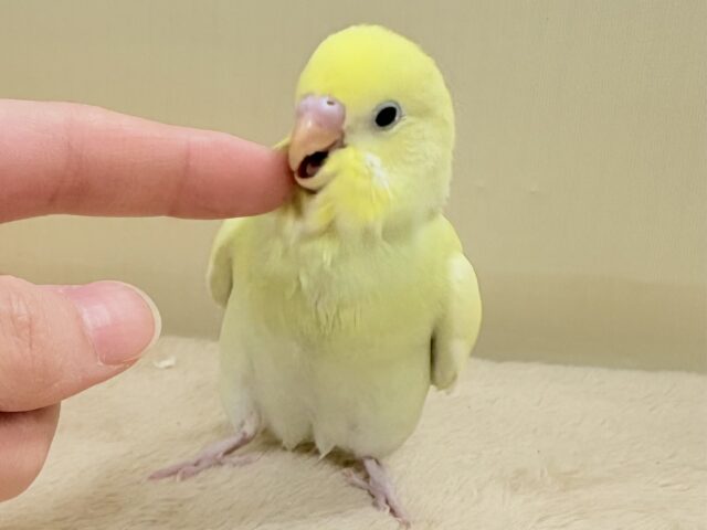 セキセイインコ