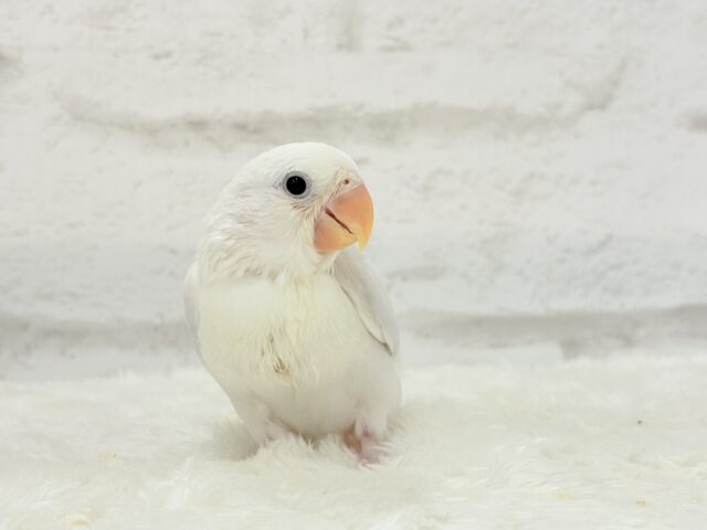 コザクラインコ（小桜インコ）