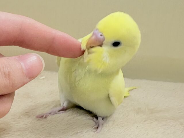 セキセイインコ