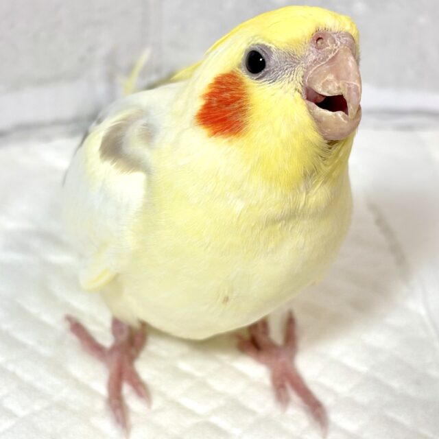 オカメインコ シナモンパイド 🤎‪🧡‬‪‎🤍🍁
