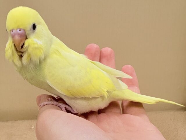 セキセイインコ
