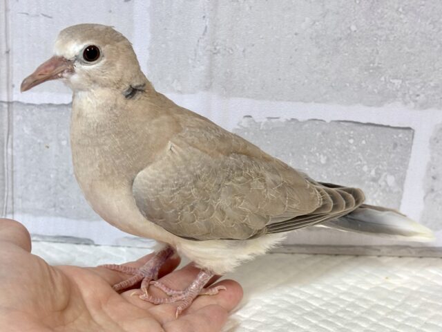 ジュズカケバト