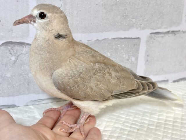 ジュズカケバト