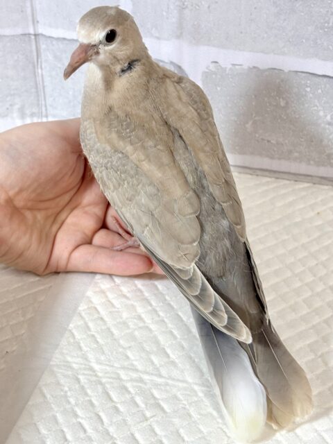 ジュズカケバト