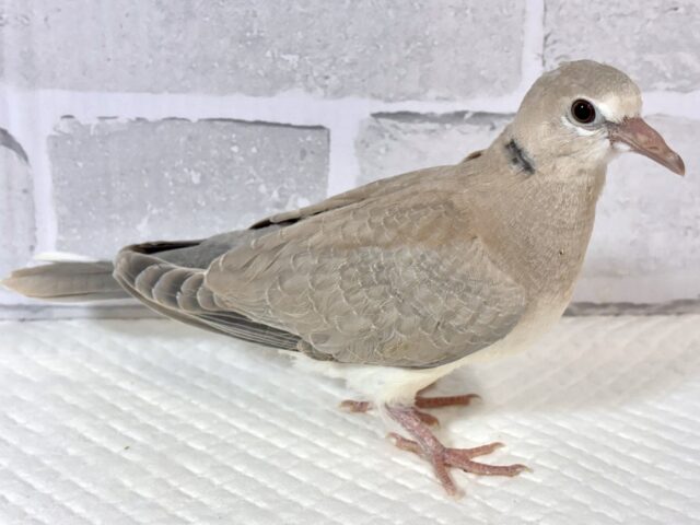 ジュズカケバト