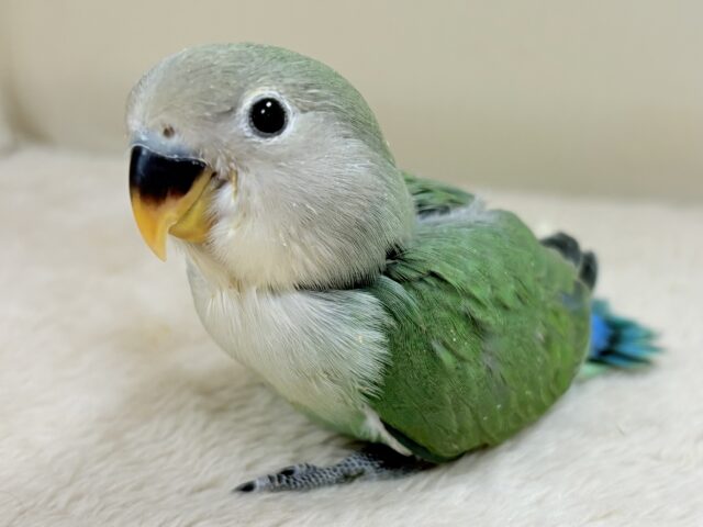 奥深い😎かっくいいカラー✨️コザクラインコ(ブルーチェリー)ヒナ コザクラインコ(小桜インコ)
