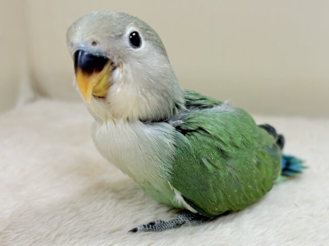 奥深い😎かっくいいカラー✨️コザクラインコ(ブルーチェリー)ヒナ コザクラインコ(小桜インコ)
